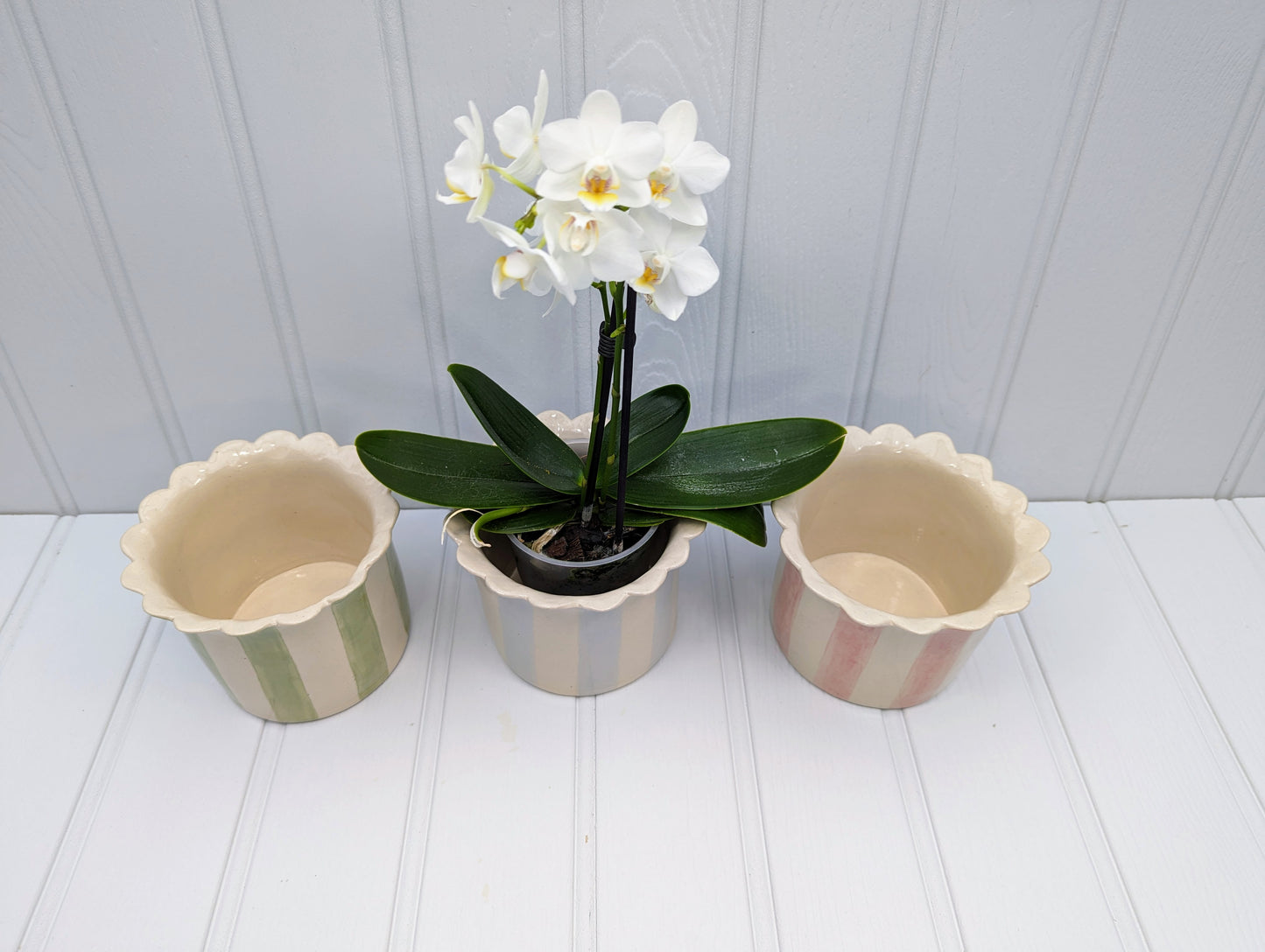 3 Small, Handmade, Ceramic, Stoneware Orchid / Houseplant planters with scalloped top and stripes. One Sage, one Baby blue and one pink.