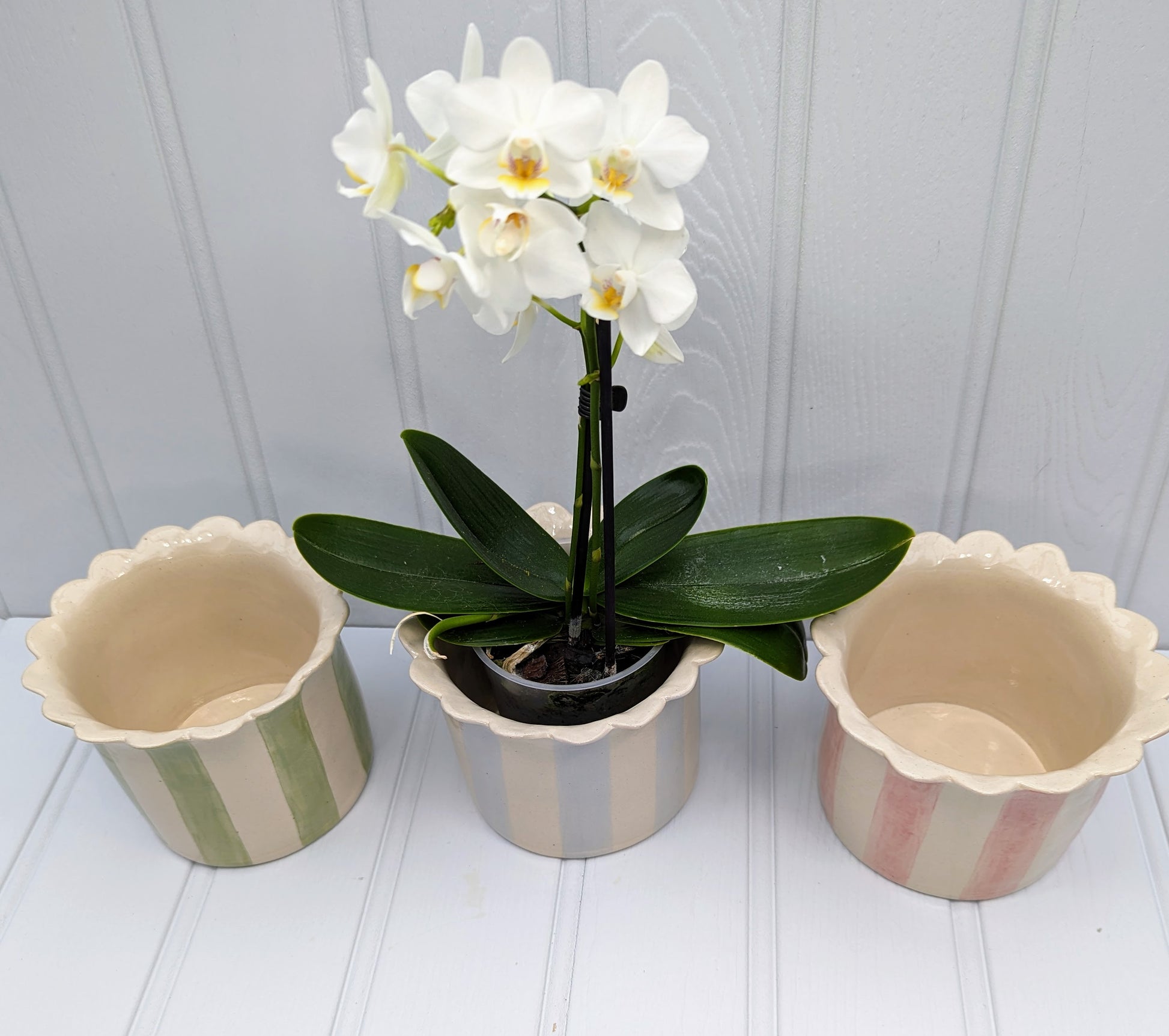 3 Small, Handmade, Ceramic, Stoneware Orchid / Houseplant planters with scalloped top and stripes. One Sage, one Baby blue and one pink.