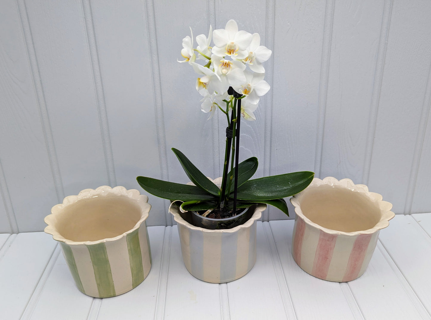 Orchid Planter small