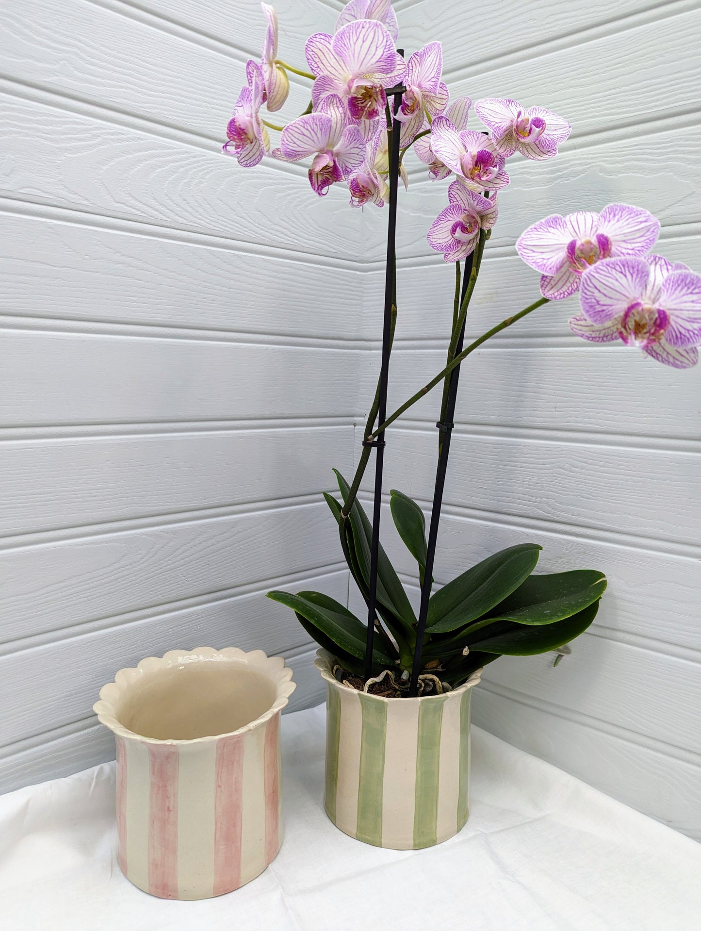 Orchid Planter large