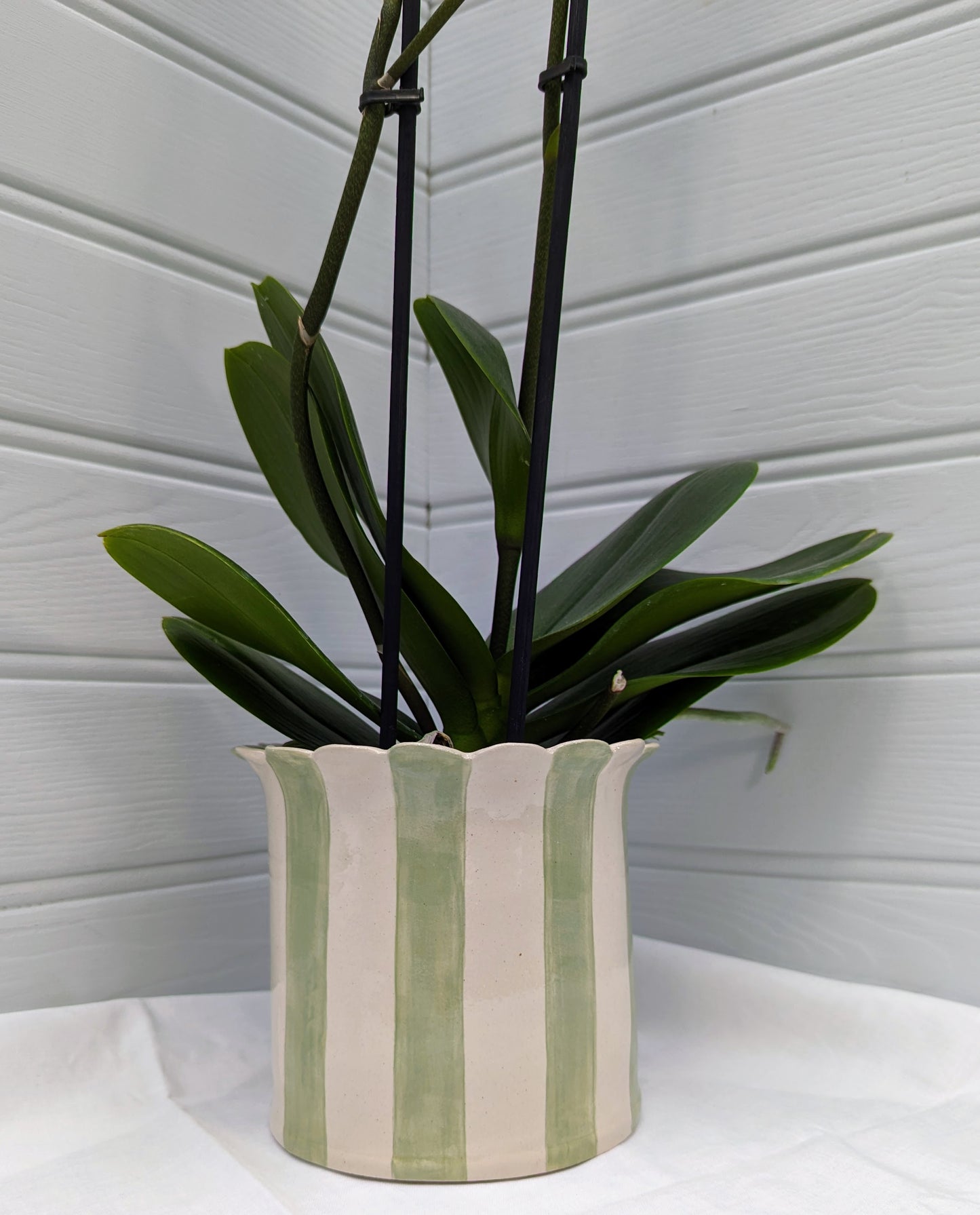 Large, Handmade, Ceramic, Stoneware Orchid / Houseplant planter with scalloped top and sage stripes.