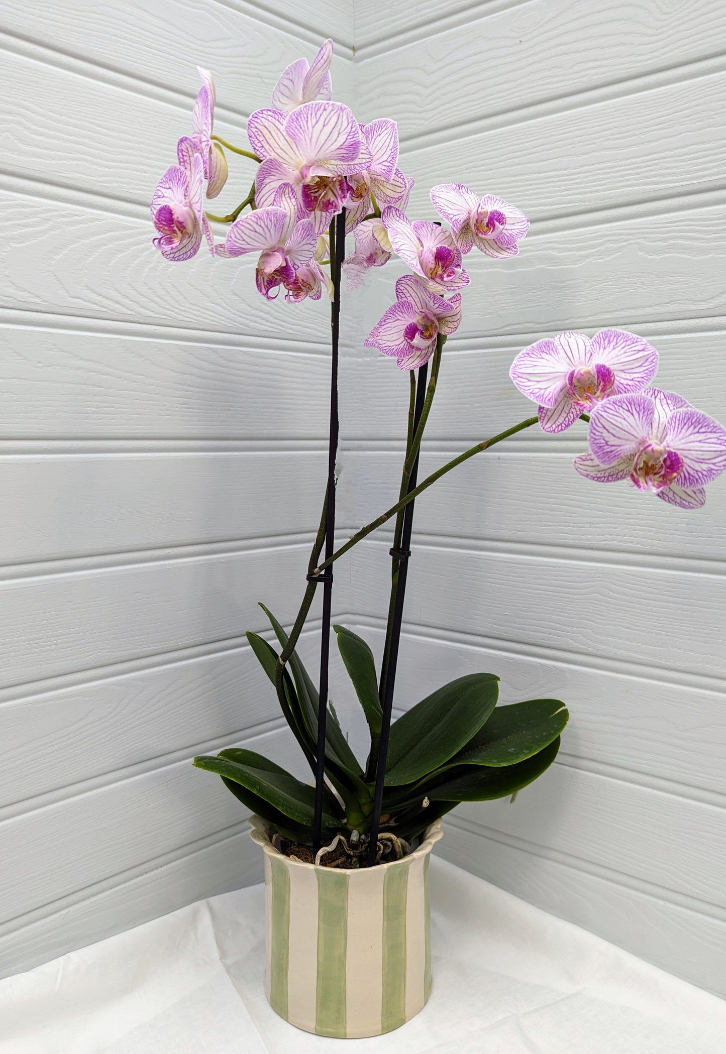 Large, Handmade, Ceramic, Stoneware Orchid / Houseplant planter with scalloped top and sage stripes.