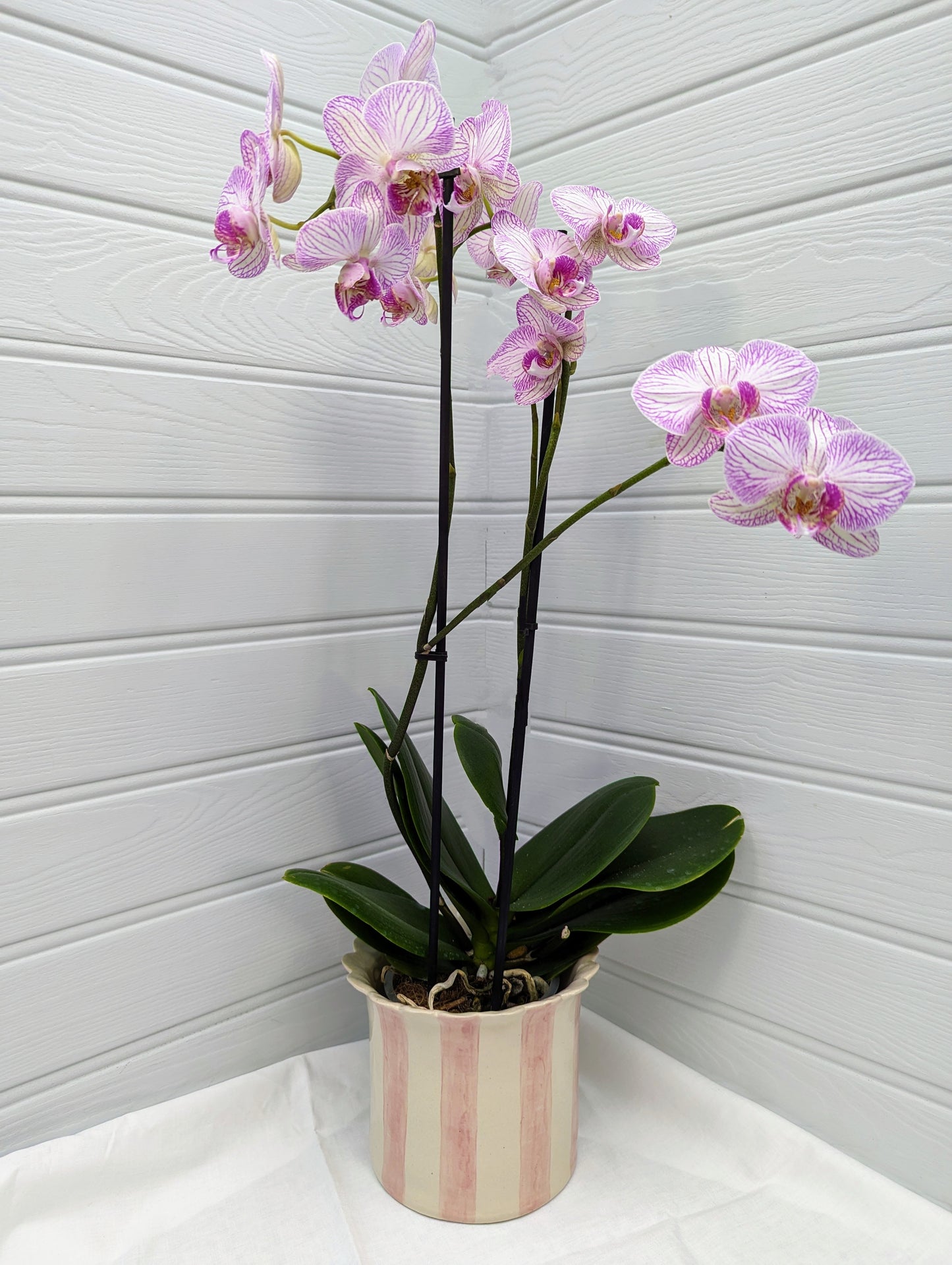 Large, Handmade, Ceramic, Stoneware Orchid / Houseplant planter with scalloped top and pink stripes.