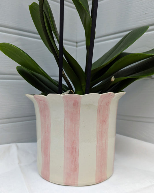 Large, Handmade, Ceramic, Stoneware Orchid / Houseplant planter with scalloped top and pink stripes.