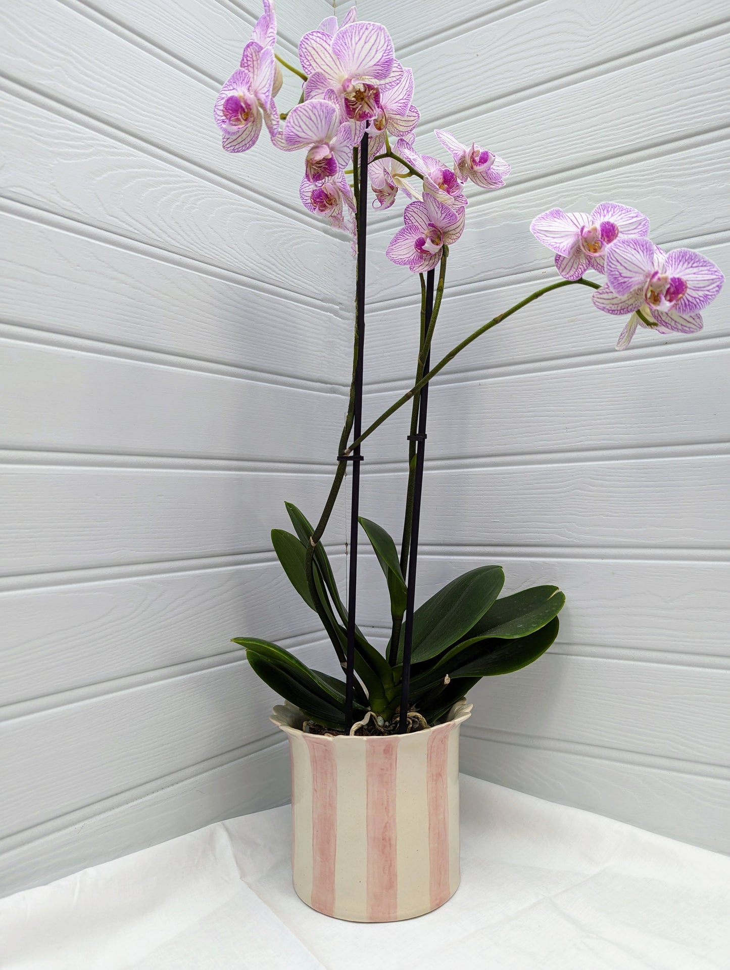 Orchid Planter large